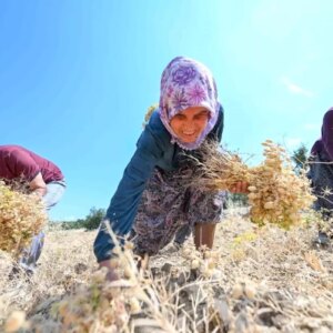 mersinde yerli nohut projesi basariyla devam ediyor UVY9aGLa