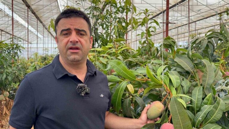 30 yil once deneme icin dikilen fidan bugun 300 donumden fazla alanda uretiliyor 4qWmhhqT