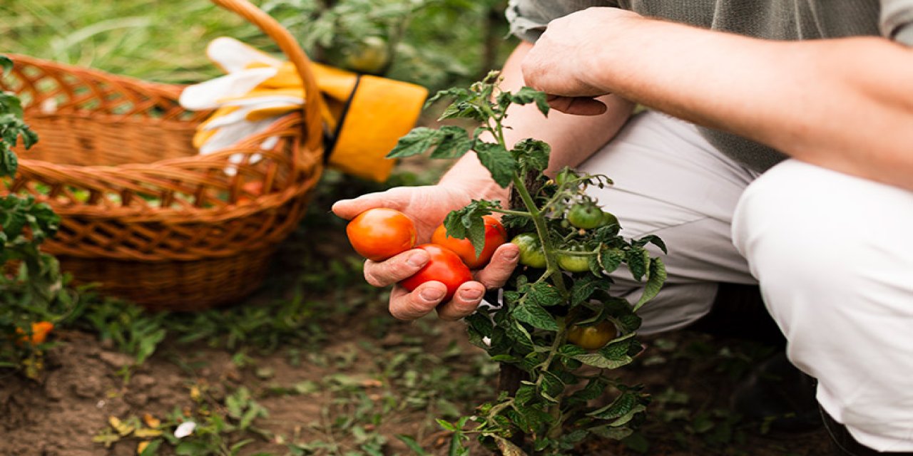 diyarbakirda yerel tohum hasadi bu lezzetler pazarda bulunmaz y3gByUiM