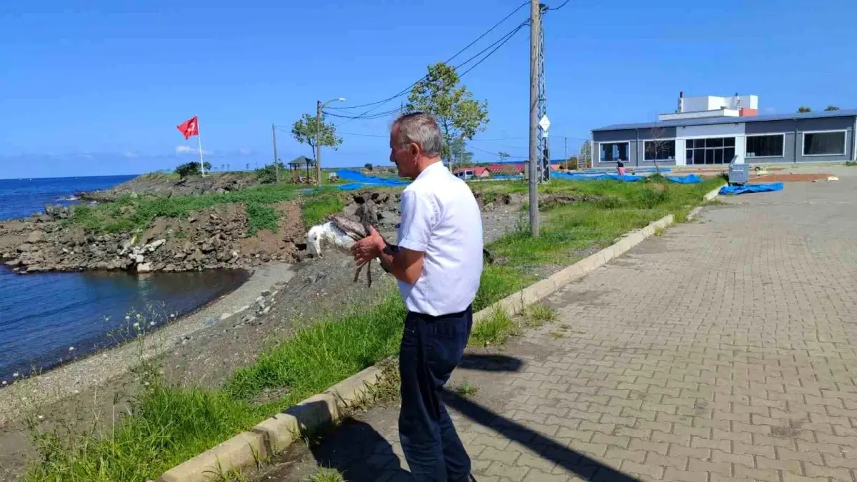 giresunda bir marti kurtarildi 1j7lSGPi