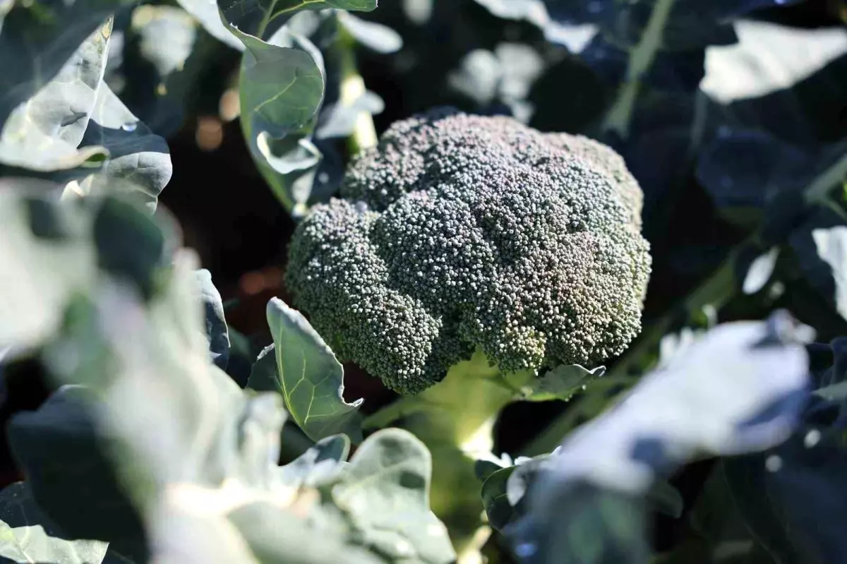 erzurumda brokoli projesi basariyla hayata gecti 2L6tYJgi.jpg