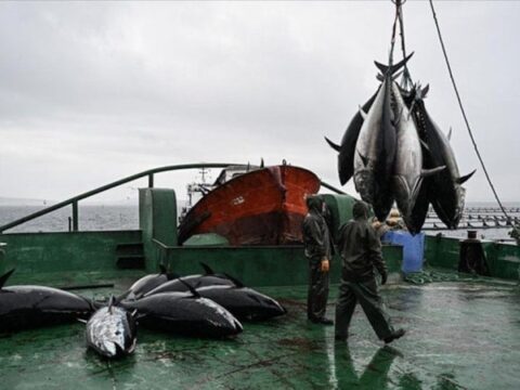 Orkinos Avcılığında Mevcut Uygulama 2026-2028 Döneminde De Sürecek