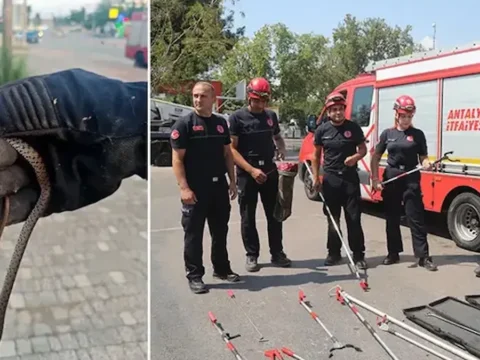Bir kentte yilan ihbarlari tavan yapti evlere bile giriyorlar ym3w41eB